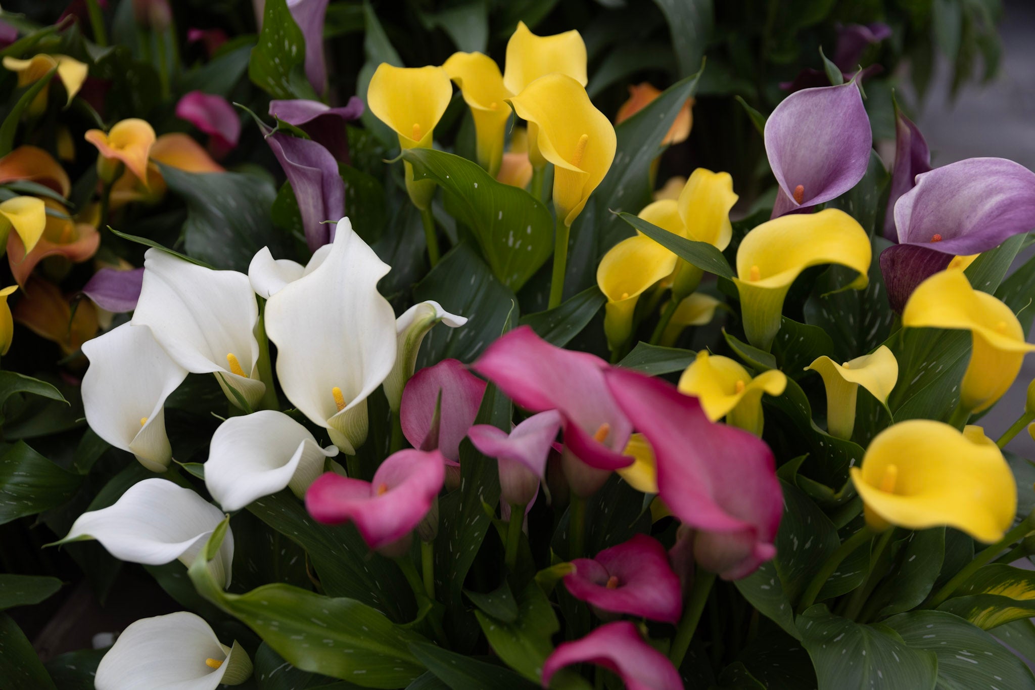 Calla - Guide til dyrkning og pasning af Calla